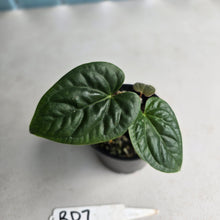 Load image into Gallery viewer, #RD7 Anthurium Luxurians x