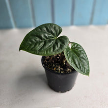 Load image into Gallery viewer, #RD7 Anthurium Luxurians x