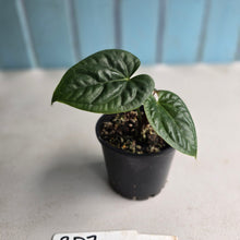 Load image into Gallery viewer, #RD7 Anthurium Luxurians x