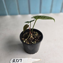 Load image into Gallery viewer, #RD7 Anthurium Luxurians x