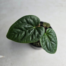 Load image into Gallery viewer, #RD7 Anthurium Luxurians x