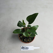 Load image into Gallery viewer, #RB20 Two x Anthurium Cerrobaulense Seedling