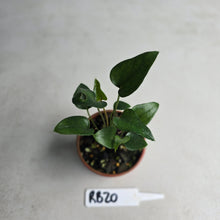 Load image into Gallery viewer, #RB20 Two x Anthurium Cerrobaulense Seedling