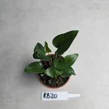 Load image into Gallery viewer, #RB20 Two x Anthurium Cerrobaulense Seedling