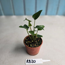 Load image into Gallery viewer, #RB20 Two x Anthurium Cerrobaulense Seedling
