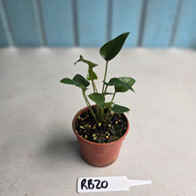 Load image into Gallery viewer, #RB20 Two x Anthurium Cerrobaulense Seedling