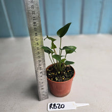 Load image into Gallery viewer, #RB20 Two x Anthurium Cerrobaulense Seedling