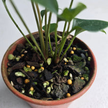 Load image into Gallery viewer, #RB20 Two x Anthurium Cerrobaulense Seedling