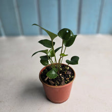 Load image into Gallery viewer, #RB20 Two x Anthurium Cerrobaulense Seedling