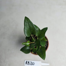 Load image into Gallery viewer, #RB20 Two x Anthurium Cerrobaulense Seedling