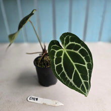 Load image into Gallery viewer, #D118 Anthurium Crystallinum x