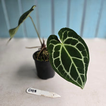 Load image into Gallery viewer, #D118 Anthurium Crystallinum x