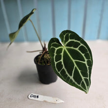 Load image into Gallery viewer, #D118 Anthurium Crystallinum x