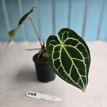 Load image into Gallery viewer, #D118 Anthurium Crystallinum x