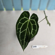Load image into Gallery viewer, #D118 Anthurium Crystallinum x