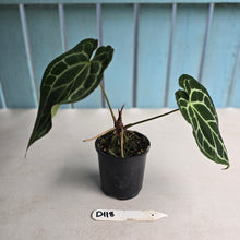 Load image into Gallery viewer, #D118 Anthurium Crystallinum x