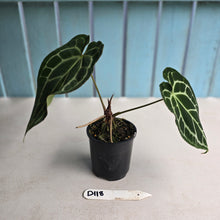 Load image into Gallery viewer, #D118 Anthurium Crystallinum x