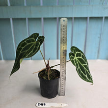 Load image into Gallery viewer, #D118 Anthurium Crystallinum x