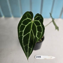 Load image into Gallery viewer, #D118 Anthurium Crystallinum x