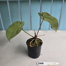 Load image into Gallery viewer, #D118 Anthurium Crystallinum x