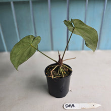 Load image into Gallery viewer, #D118 Anthurium Crystallinum x