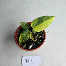 Load image into Gallery viewer, #R1 Variegated Anthurium Forgetii x