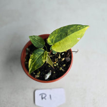 Load image into Gallery viewer, #R1 Variegated Anthurium Forgetii x