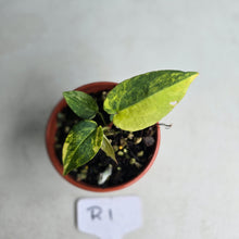 Load image into Gallery viewer, #R1 Variegated Anthurium Forgetii x