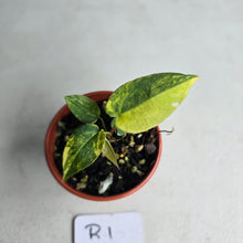 Load image into Gallery viewer, #R1 Variegated Anthurium Forgetii x