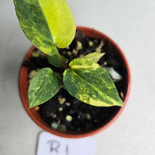 Load image into Gallery viewer, #R1 Variegated Anthurium Forgetii x