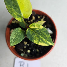 Load image into Gallery viewer, #R1 Variegated Anthurium Forgetii x