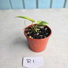 Load image into Gallery viewer, #R1 Variegated Anthurium Forgetii x