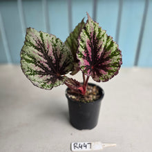 Load image into Gallery viewer, #R447 Begonia Unknown