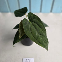 Load image into Gallery viewer, #RJ Two x Headed Bullate Anthurium NOID