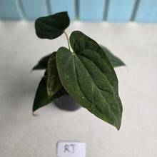 Load image into Gallery viewer, #RJ Two x Headed Bullate Anthurium NOID