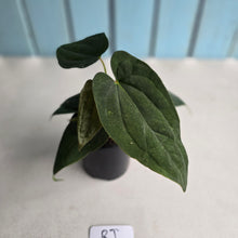 Load image into Gallery viewer, #RJ Two x Headed Bullate Anthurium NOID