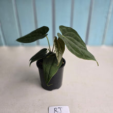 Load image into Gallery viewer, #RJ Two x Headed Bullate Anthurium NOID