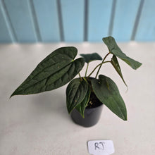 Load image into Gallery viewer, #RJ Two x Headed Bullate Anthurium NOID