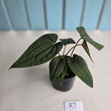 Load image into Gallery viewer, #RJ Two x Headed Bullate Anthurium NOID