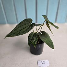 Load image into Gallery viewer, #RJ Two x Headed Bullate Anthurium NOID