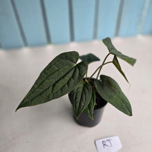 Load image into Gallery viewer, #RJ Two x Headed Bullate Anthurium NOID