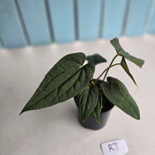 Load image into Gallery viewer, #RJ Two x Headed Bullate Anthurium NOID