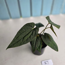 Load image into Gallery viewer, #RJ Two x Headed Bullate Anthurium NOID