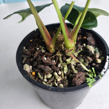 Load image into Gallery viewer, #RJ Two x Headed Bullate Anthurium NOID