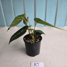 Load image into Gallery viewer, #RJ Two x Headed Bullate Anthurium NOID