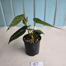 Load image into Gallery viewer, #RJ Two x Headed Bullate Anthurium NOID