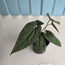 Load image into Gallery viewer, #RJ Two x Headed Bullate Anthurium NOID