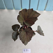 Load image into Gallery viewer, #R27 Begonia U485