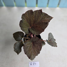 Load image into Gallery viewer, #R27 Begonia U485