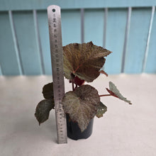 Load image into Gallery viewer, #R27 Begonia U485